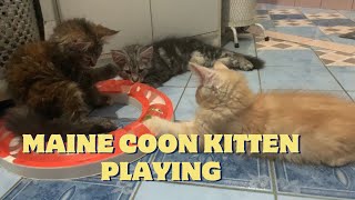 Trio Kucing Besar Maine Coon Main Bola Bundar by DAikazoCoon 85 views 5 months ago 2 minutes, 43 seconds