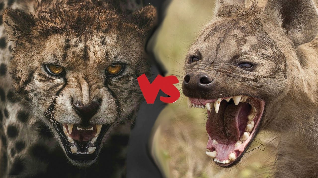 Hyena vs. Cheetah! Who will win the fight? Wild Animal Documentary