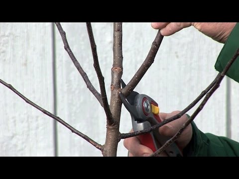 Video: Pekannussbaumpflege - Erfahren Sie, wie man einen Pekannussbaum pflanzt