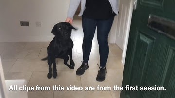 HUMAN REACTIVE LABRADOR: before and after.