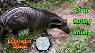thăm cạm bẫy chồn dính luôn ...hàng khủng | cạm kiềng 16cm loại 1 giá rẻ