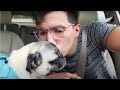 My Pug Needs Surgery