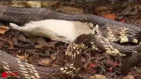 Capuchin Monkey Save Mouse When Snake Swallow