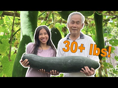 How To Harvest x Grow Winter Melons Vertically