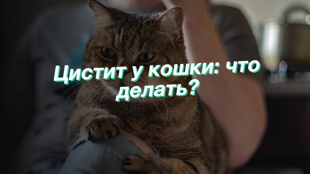 У кошки цистит
