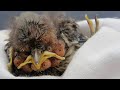 Removing Mango Worms on Birds   Rescue Birds