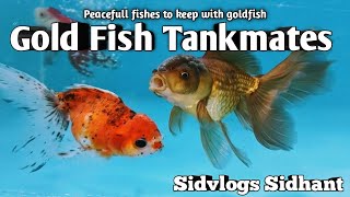 Gold fish Tankmates 2020 I Peacefull fishes to keep with Goldfish I Hindi