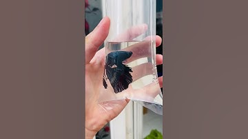 Lỗi cơ bản mà nhiều bạn mới nuôi cá mắc phải #shorts