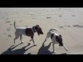 Smooth Fox Terriers playing ball at the beach