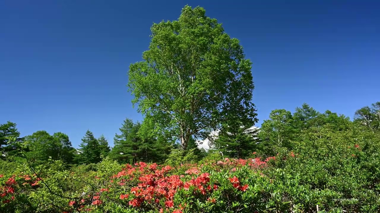 湯ノ丸高原のレンゲツツジ・4K