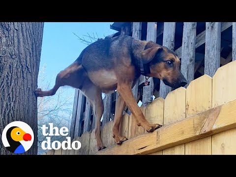 This Dog Climbs Up Her Backyard Trees Every Single Day | The Dodo