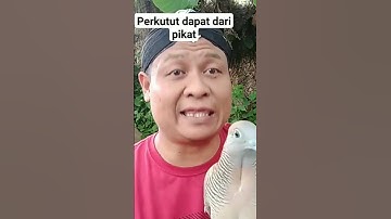 Kelebihan perkutut hasil dari pikat..