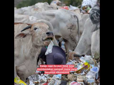 Beternak Sapi di TPA Sampah Kawatuna, Palu, Central Sulawesi