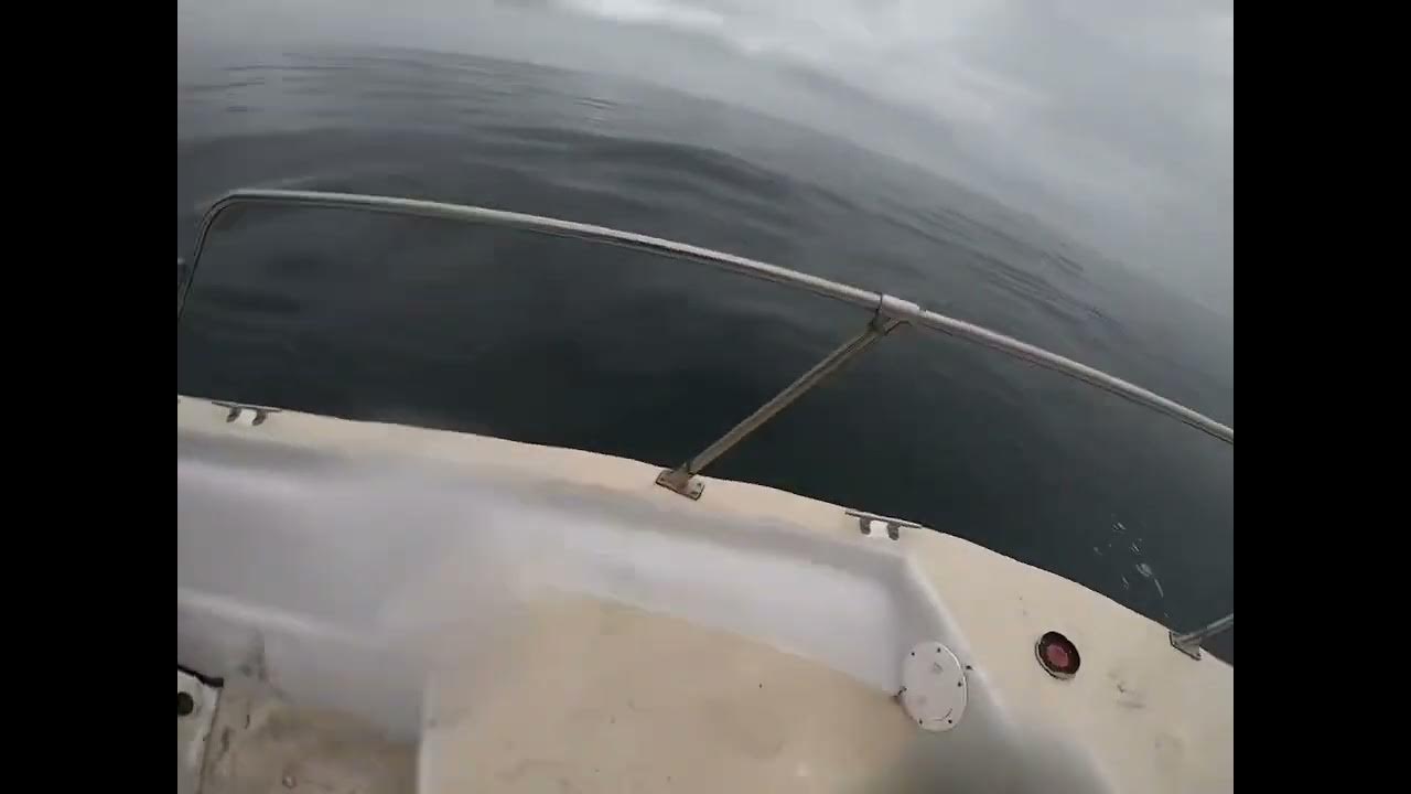 Mako Shark bites seal in half !!! YouTube