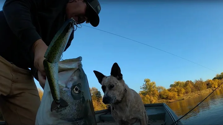 Big Sac River Striper