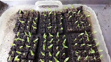 How to water soil blocks