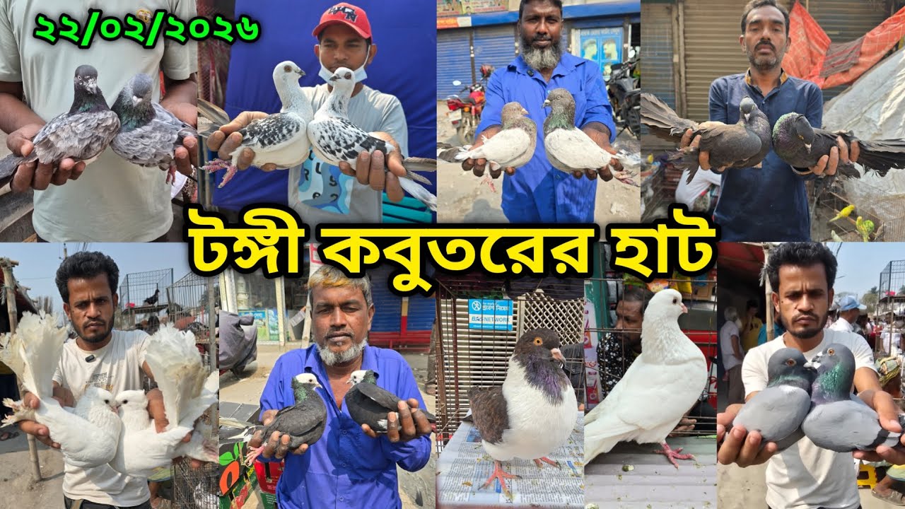 ২২/০২/২০২৬ টঙ্গী কবুতরের হাট | Tongi kobutor hat 2026 | Biggest Pigeon Market in Bangladesh 2026
