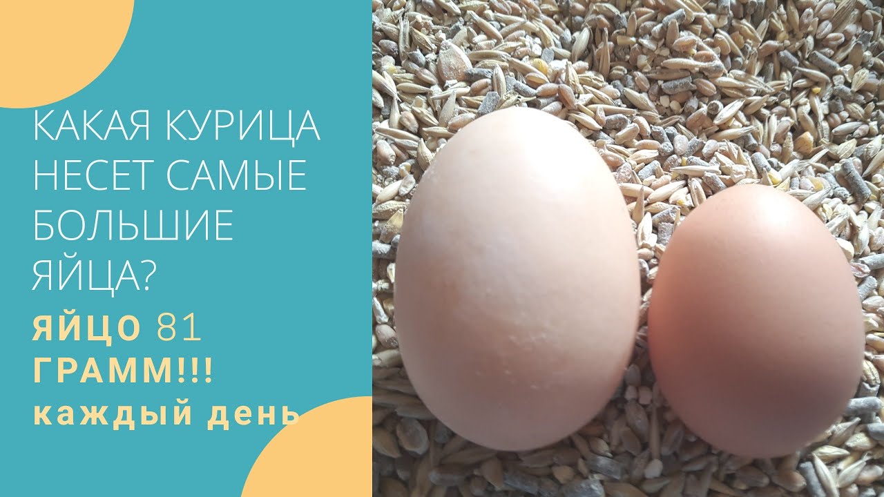 Какая курица несет САМЫЕ БОЛЬШИЕ ЯЙЦА? - YouTube