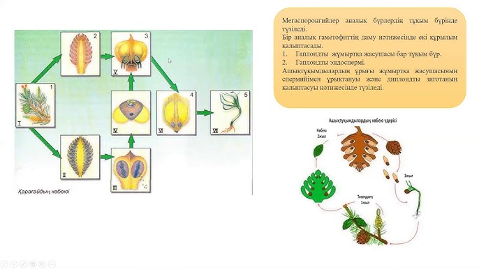 Жыныстық қатынас алдында эротикалық фильмдерді көру керек пе?