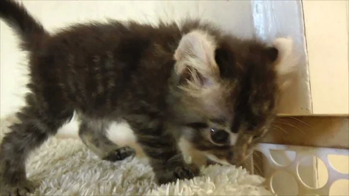 Watch the video about Lynx Hybrid - Rare Chocolate Highland Lynx hybrid Kittens 6 weeks old