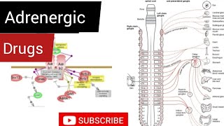 Adrenergic Drugs | Drugs of Sympathetic Nervous System || Ocular Pharmacology