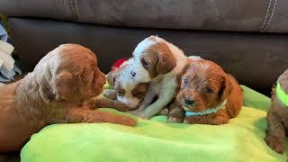 4 week old Cavapoo Puppies!