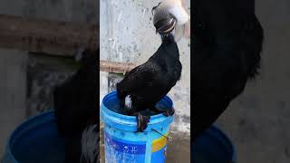 Cormorants Like To Eat Fish Bigger Than Their Own Heads #Fishing #Bird #Wildlife