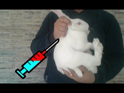 فيديو: كيفية تطعيم الأرانب