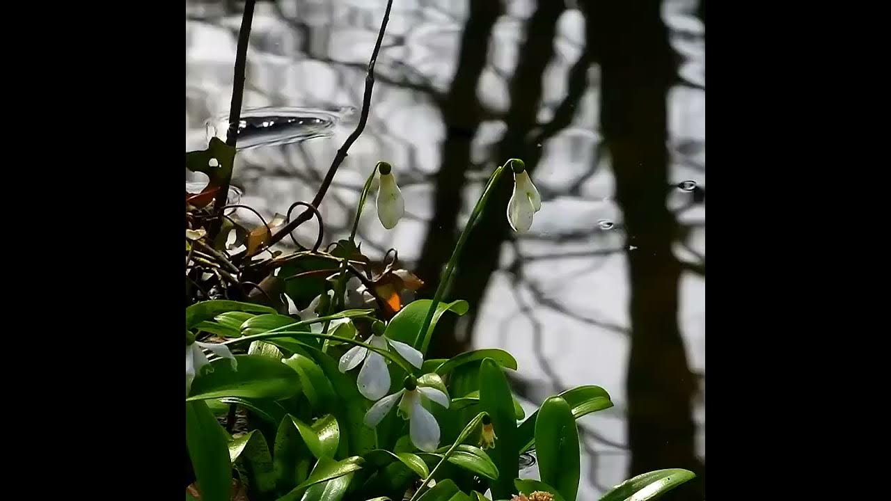 Ветки деревьев с набухшими почками. Весной оживает земля. Подснежники в крыму. Красота весны. Утреннее пробуждение природы.