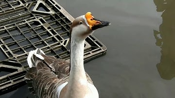 Nikon P610 Video Sample 1080P Superzoom Camera