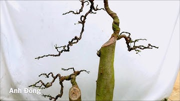 Cách làm cây bonsai từ cây phôi bình thường nhất