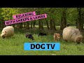 CALMING VIDEO FOR DOGS | 8 Hours Relaxing With Sheeps and Lambs