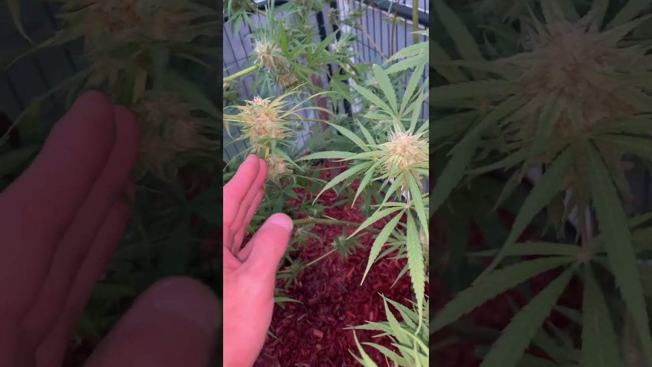 Strawberry Cough Mitten grow ❤️✔️💯