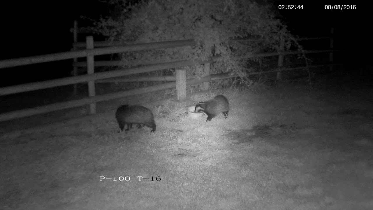 england traduccion Clumsy badger steps in the water bowl