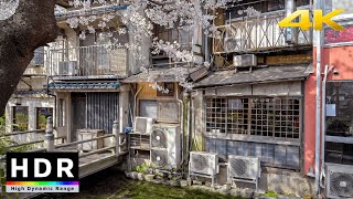 【4K HDR】Kyoto Cherry Blossoms - Sakura Walk on Takase River