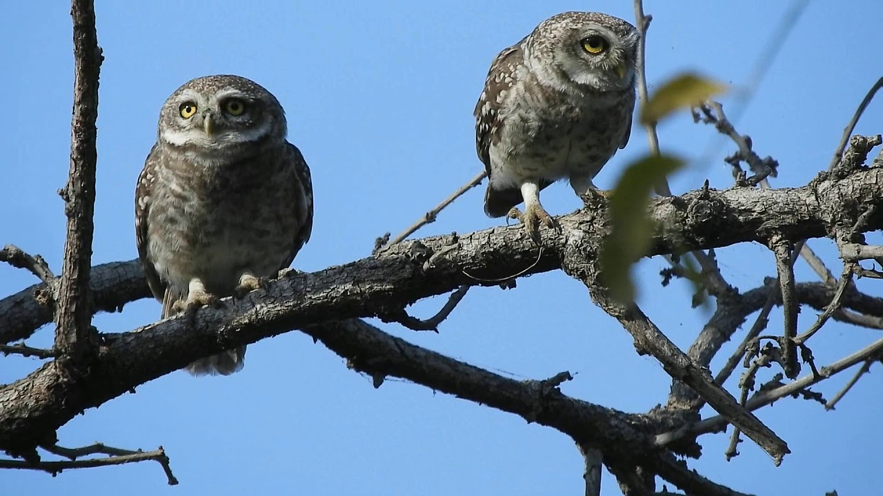 Spotted owlet call