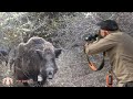 Yenipazar yaban domuzu avı / Wild boar hunting #okaysahin #hugluveyron #wildboarhunt
