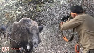 Yenipazar yaban domuzu avı / Wild boar hunting #okaysahin #hugluveyron #wildboarhunt