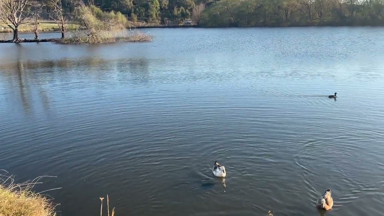Toowoomba QLD Lake with Wildlife