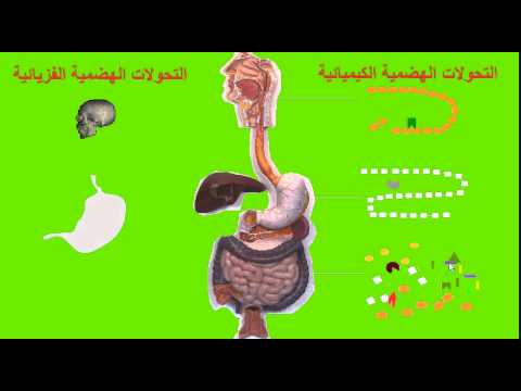 مقارنة الهضم الكيميائي والهضم الميكانيكي
