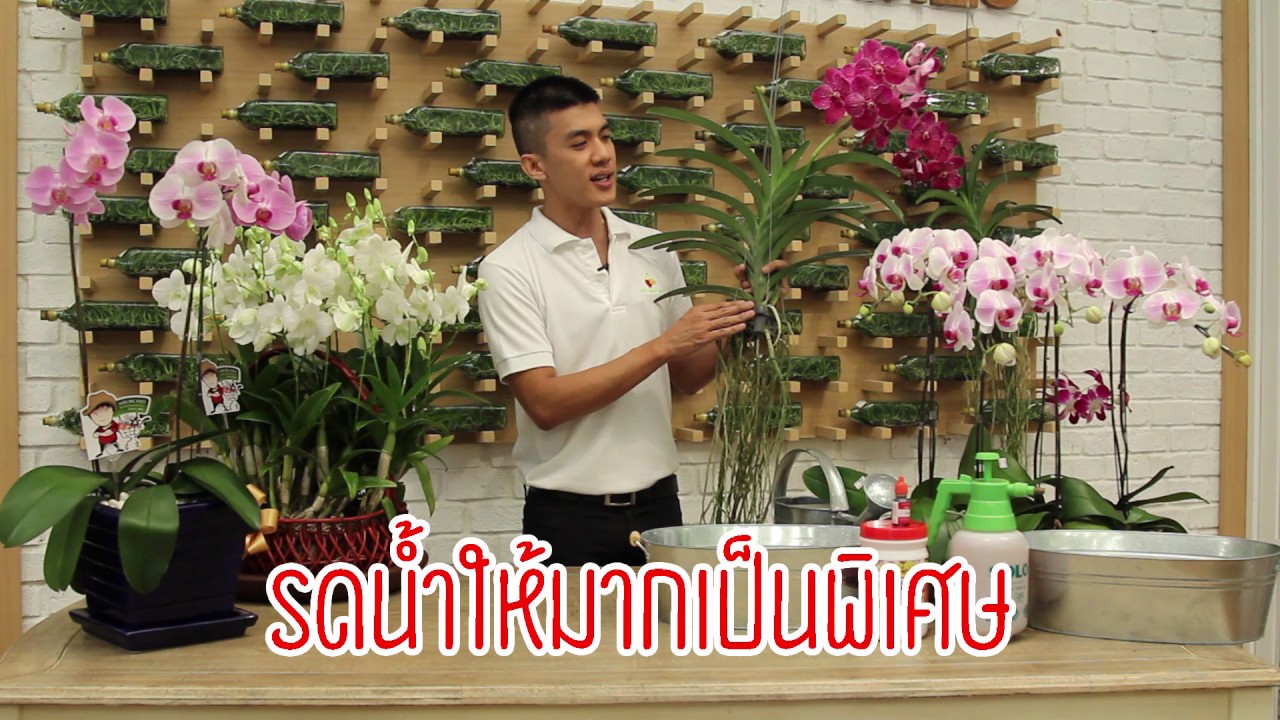 EP 05 การดูแลกลัวยไม้สกุลแวนด้า