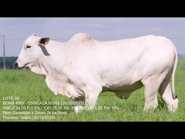 Lote 09   Leilão Trio Bonsucesso   Etapa Fêmeas Jovens