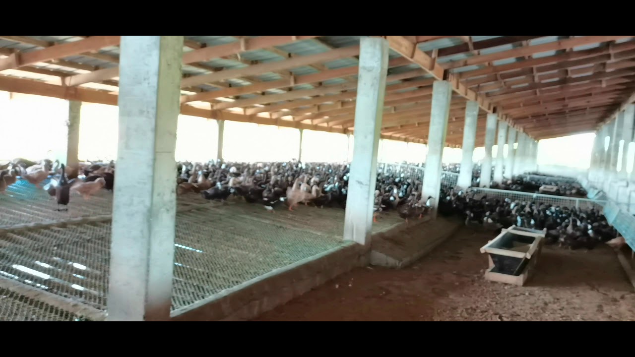 Duck Farm (Itik) Amocao Tarlac