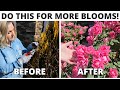 How to Prune Your Roses. Easy Steps for BIG Blooms & Healthy Plants! Prune & Fertilize.