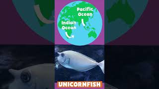 Animal Alphabet | U is for Unicornfish | PBS KIDS #Shorts