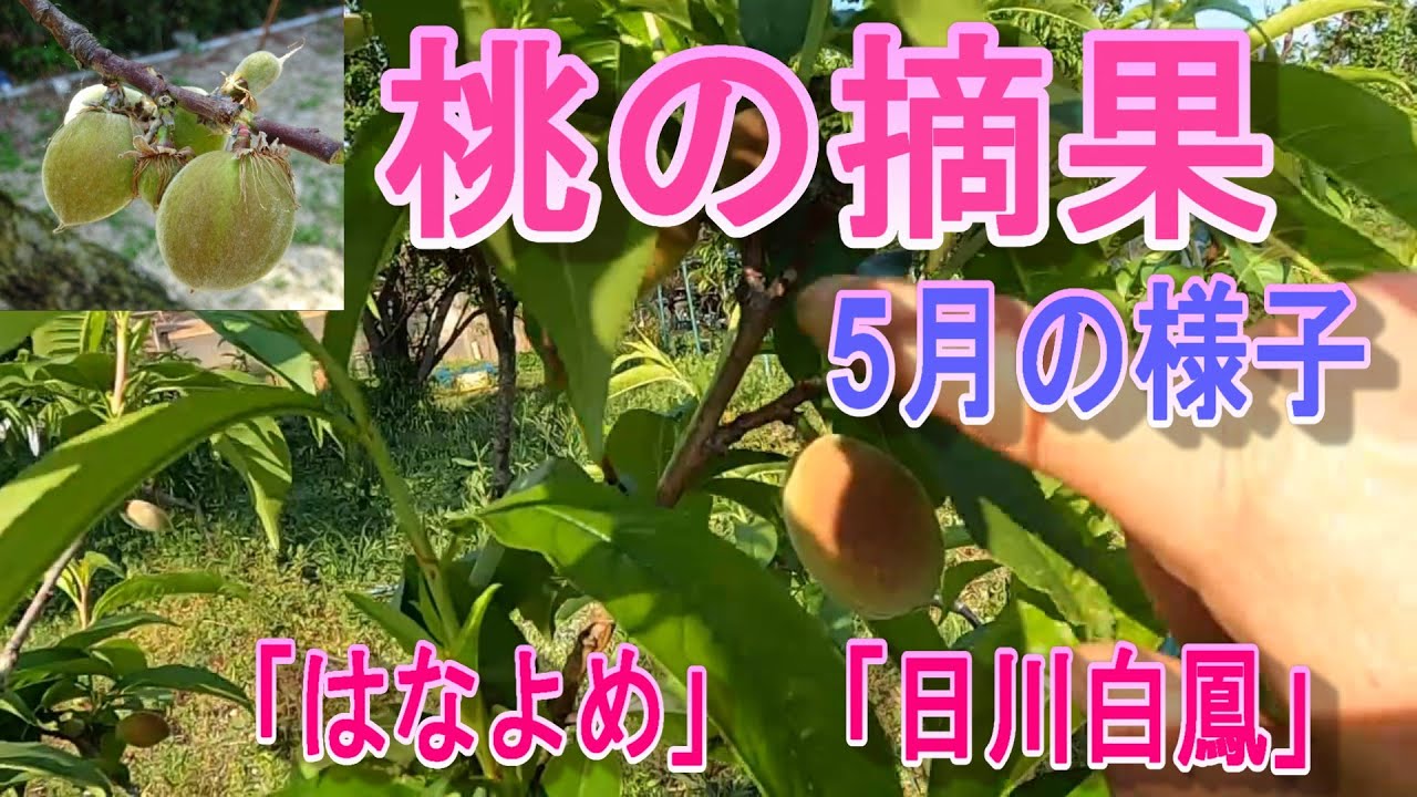 Peach thinning] May's 