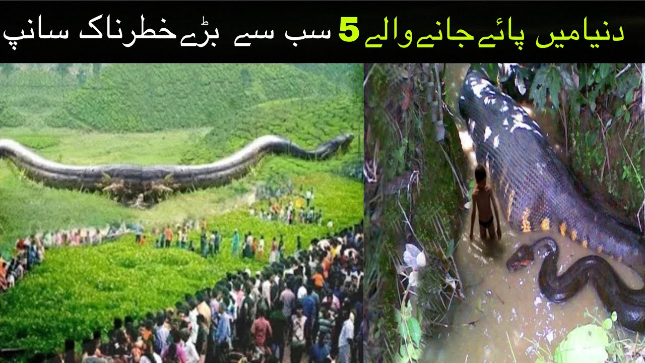 5 Biggest Snakes in The World/hindi/urdu//MaxTrend TV