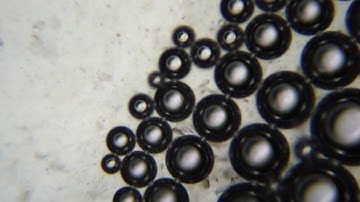 Moss Carpet - Jugworm (Official Video)