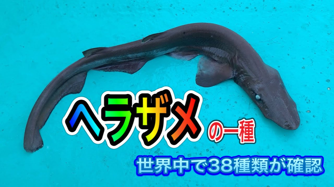 044【ヘラザメの一種！同定はしていないが珍しいサメではなさそう