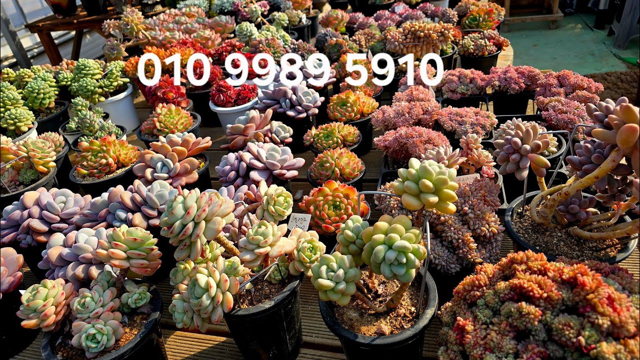 오래된묵둥이군생~#시프러스 /홍매화/프리티우먼/바닐라비스/짚시/페리도트/온슬로우/옥연/모네/샹그릴라철화/살루철화 등등